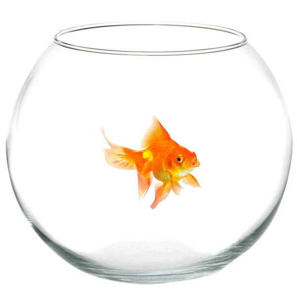 AMPOLLA BOCCIA PER PESCI IN VETRO 20 CM ACQUARIO PESCE ROSSO CENTROTAVOLA