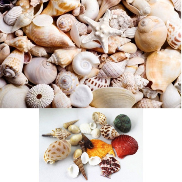 CONFEZIONE CONCHIGLIE MARE VERE ORNAMENTO PER ACQUARIO DECORAZIONI ARREDO